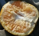 Apfelsine